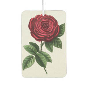 Désodorisant Pour Voiture Lithographie de rose ancienne, François-Frédéric G