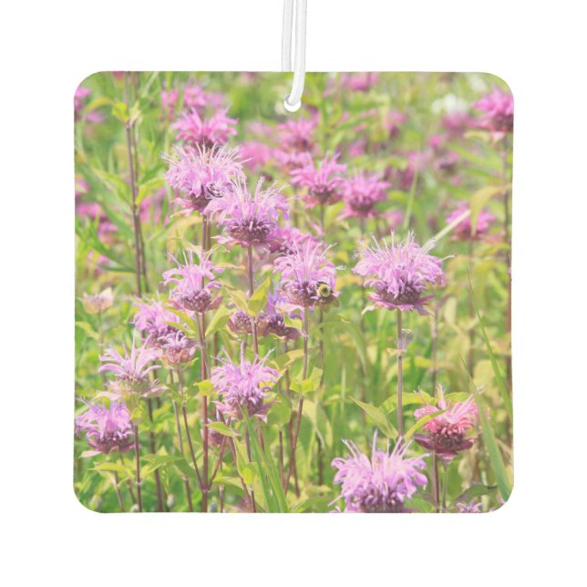 Désodorisant Pour Voiture Monarda Fleur sauvage (Dos)