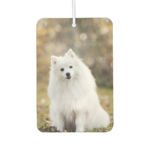 Désodorisant Pour Voiture Photo de chien personnalisée