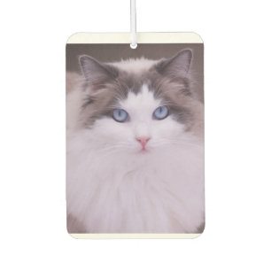 Désodorisant Pour Voiture Ragdoll Chat Photo personnalisée Air Freshener
