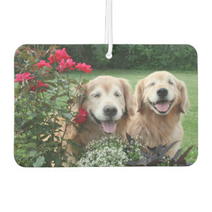 Désodorisant Pour Voiture Rires Golden Retrievers Dehors par les Roses