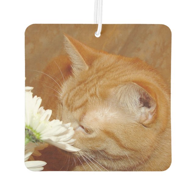 Désodorisant Pour Voiture Un chat tabby orange sent les fleurs (Dos)