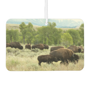 Désodorisant Pour Voiture Wyoming Bison Nature Animal Photographie