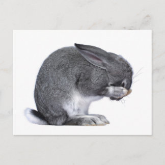 Despairing Rabbit Postcard