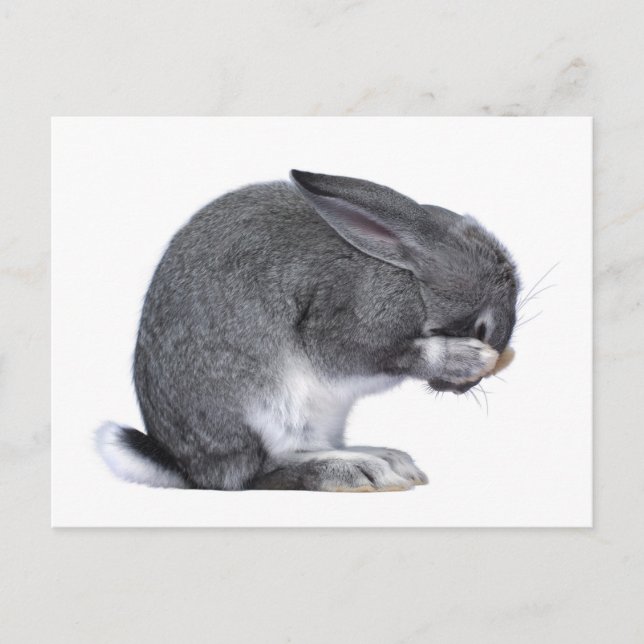 Despairing Rabbit Postcard (Front)