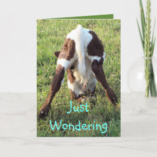 Dessa's baby calf 2-customize any occasion card
