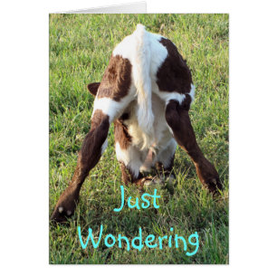 Dessa's baby calf-customize any occasion