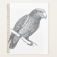 Dessin au trait de perroquet (gris) Beaux-arts
