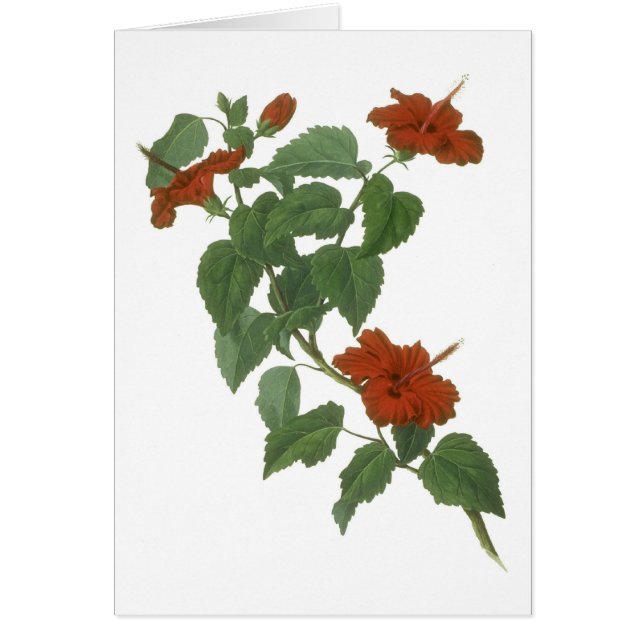Dessin botanique de fleur de ketmie (Devant)
