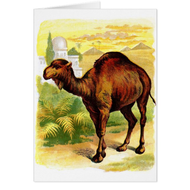 Dessin vintage : Le dromadaire (Devant)