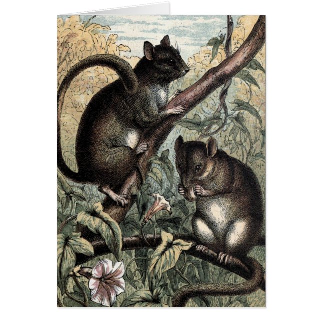 Dessin vintage : Le loir (Devant)