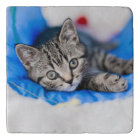 Animaux de bébés cutest | Tunnel Tabby Kitten en J