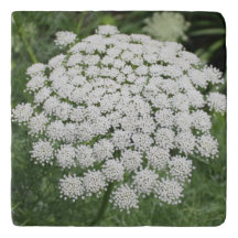 Dentelle de la reine Anne, Fleur sauvage blanche