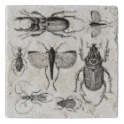 Scarabées et insectes