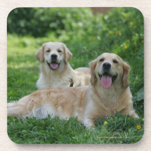 Dessous-de-verre 2 chiens d'arrêt d'or s'étendant dans l'herbe