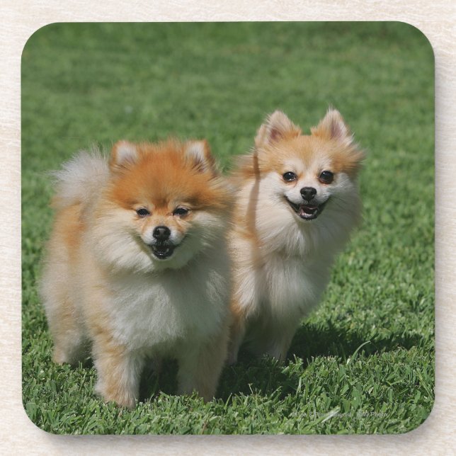 Dessous-de-verre 2 Pomeranians regardant l'appareil-photo (Devant)