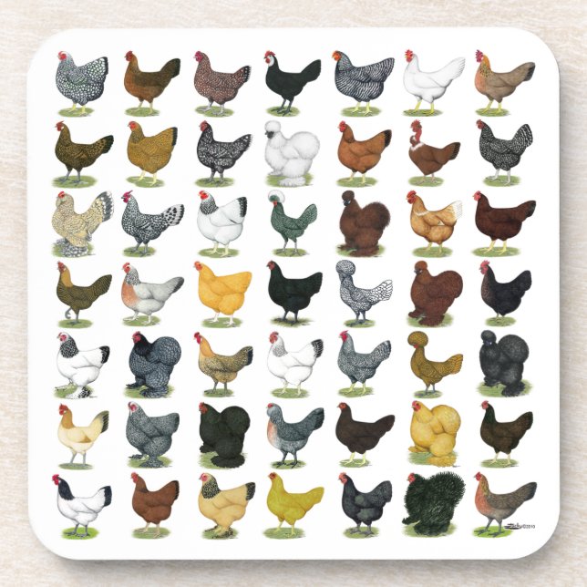 Dessous-de-verre 49 poules de poulet (Devant)