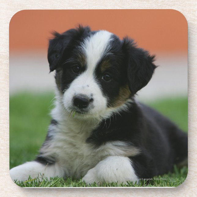 Dessous-de-verre 6 semaine vieux border collie (Devant)