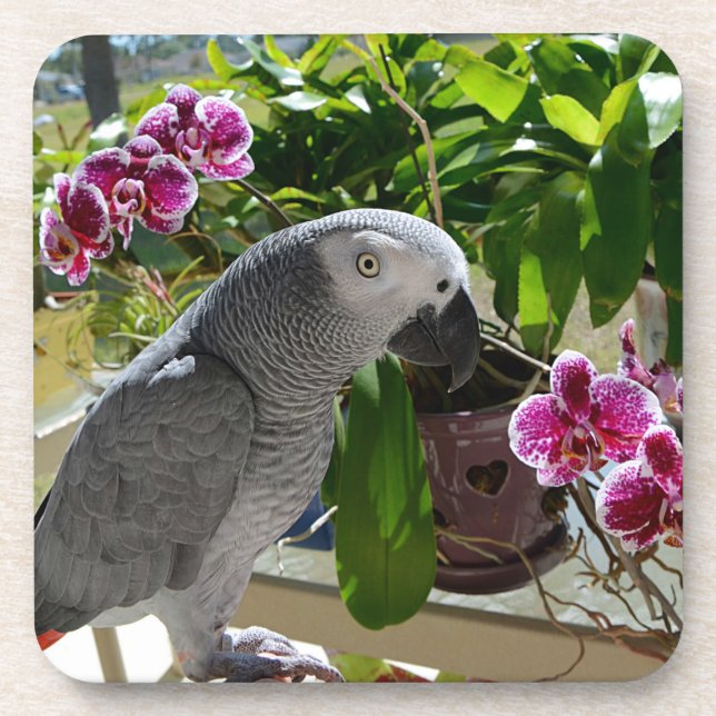 Dessous-de-verre African Grey Parrot with Orchids (Devant)