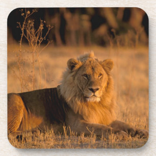 Dessous-de-verre Afrique, Botswana, Delta de l'Okavango. Lion (Pant