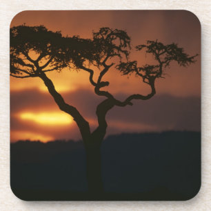 Dessous-de-verre Afrique, Kenya, Masai Mara Game Reserve, Cadre