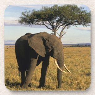 Dessous-de-verre Afrique, Kenya, Massaï Mara. Un élégant