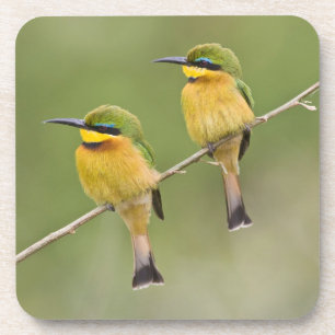 Dessous-de-verre Afrique. Tanzanie. Petits guêpiers à Manyara