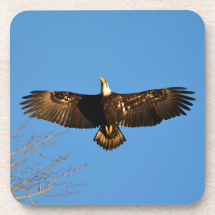 Dessous-de-verre Aigle chauve en vol1