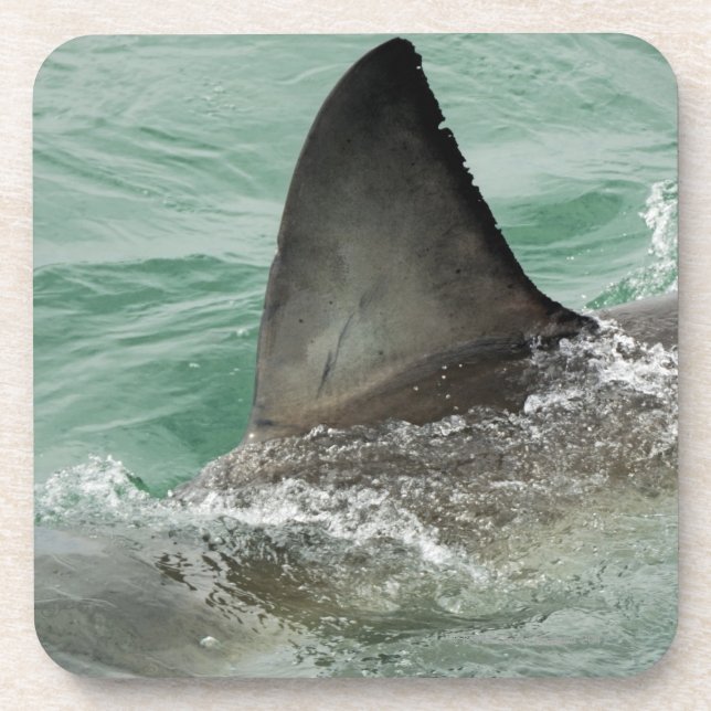 Dessous-de-verre Aileron dorsal d'un grand requin blanc (Devant)