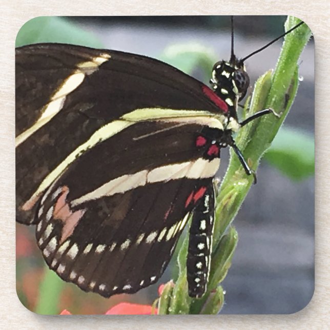 Dessous-de-verre Ailes de papillon jaune et noir (Devant)