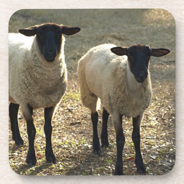 Dessous-de-verre Aimable Suffolk Sheep Pasture Barnyard Late Sun (Devant)