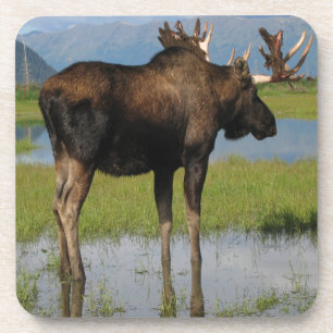 Dessous-de-verre Alaska Bull Moose Marsh Outdoor Photo