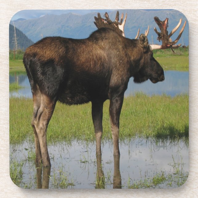 Dessous-de-verre Alaska Bull Moose Marsh Outdoor Photo (Devant)