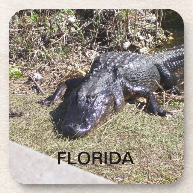 Dessous-de-verre Alligator de Floride se prélassant au soleil chaud (Devant)