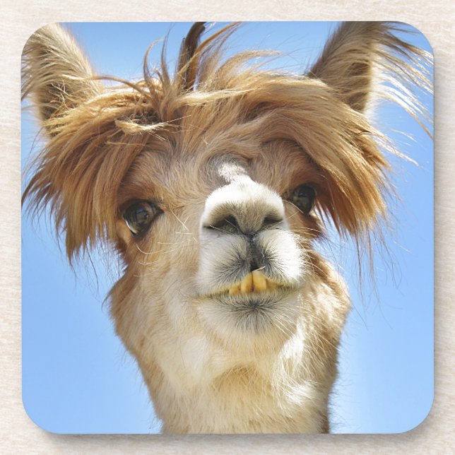 Dessous-de-verre Alpaga avec les cheveux fous (Devant)