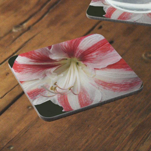 Dessous-de-verre Amaryllis floral rayé rouge et blanc (In Situ)