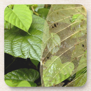 Dessous-de-verre Amérique centrale, Costa Rica, Sarapiqui, Braulio