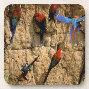 Dessous-de-verre Amérique du Sud, Pérou, Parc national de Manu,