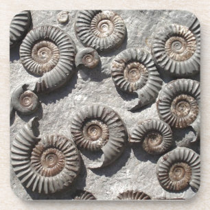 Dessous-de-verre ammonites fossiles multiples du Lower Lias