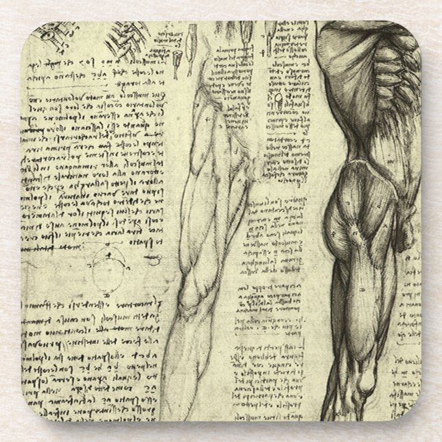 Dessous-de-verre Anatomie humaine Muscles masculins par Leonardo da (Devant)