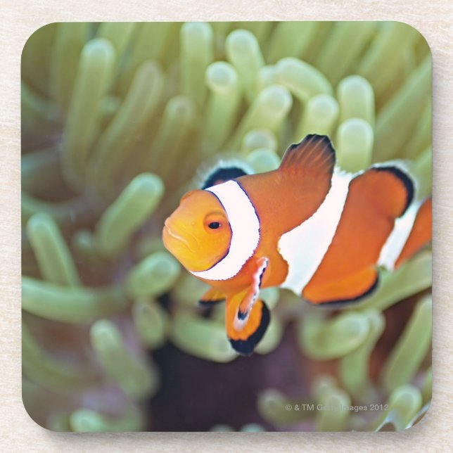 Dessous-de-verre Anemonefish 4 de clown (Devant)