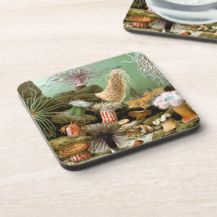 Dessous-de-verre Anémones de mer Vie marine, Animaux marins vintage