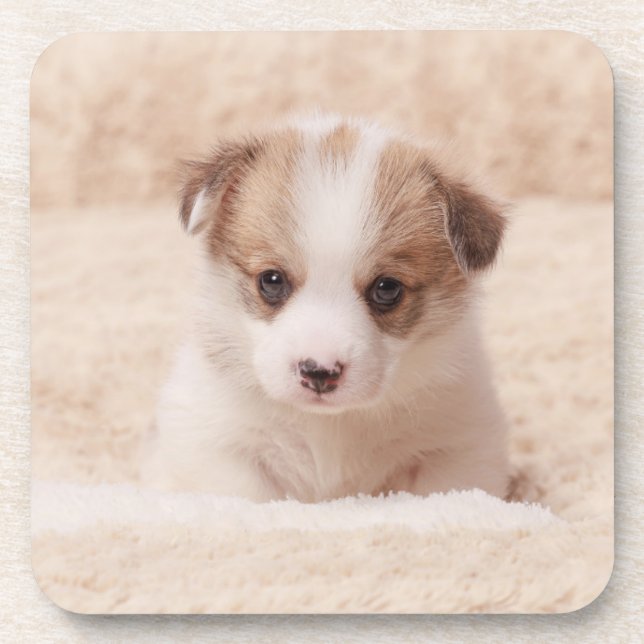 Dessous-de-verre Animaux de bébés cutest | Baby Corgi (Devant)