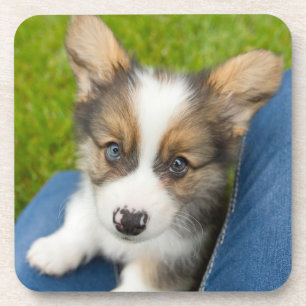 Dessous-de-verre Animaux de bébés cutest   Baby Corgi dans mon geno