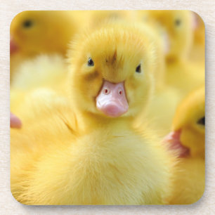 Dessous-de-verre Animaux de bébés cutest   Baby Duck Group