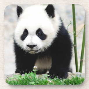 Dessous-de-verre Animaux de bébés cutest   Baby Panda Bear