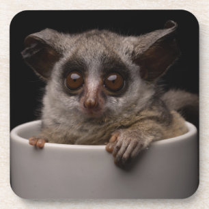 Dessous-de-verre Animaux de bébés cutest Bébé mignon