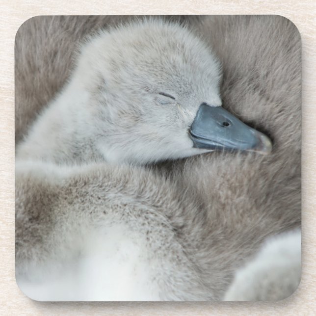 Dessous-de-verre Animaux de bébés cutest | Bébé Mute Swan (Devant)