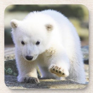 Dessous-de-verre Animaux de bébés cutest Bébé Ours polaire