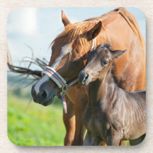 Dessous-de-verre Animaux de bébés cutest Black Foy avec maman